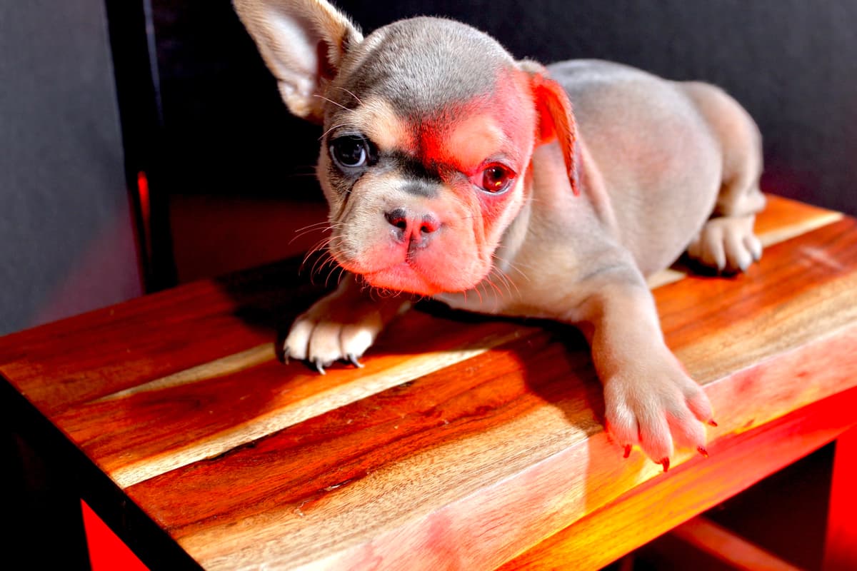 Rocco - Photo 1